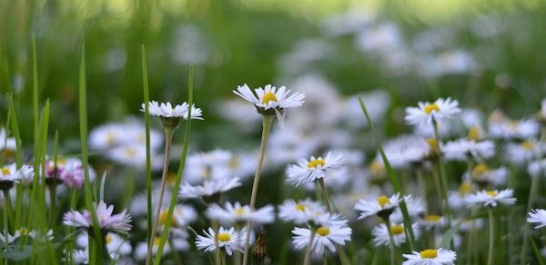 life satisfaction quiz field of daisies